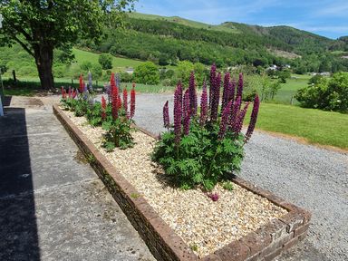 An outdoor flower bed with purple and red flowers next to a gravel path and a grassy area with hills in the background at Llwynon in Goginan near Aberystwyth