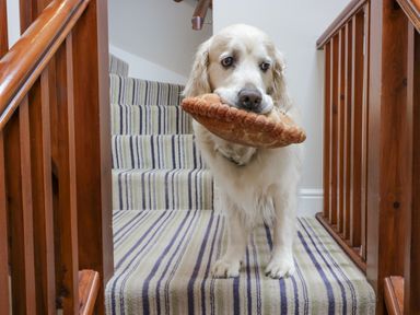 A dog holding a pie on a carpeted staircase with wooden railings at Holme Fell in Coniston