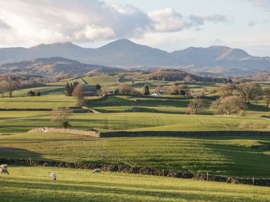 Green fields with grazing sheep and stone walls with mountains in the distance at Holme Fell in Coniston
