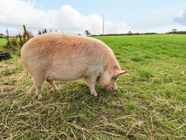 A pig grazing on grass in a fenced pasture with a field and sky in the background at Rosehaven in Tegryn near Crymych
