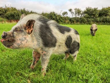 Two pigs standing on green grass in an outdoor field with trees in the background at Rosehaven in Tegryn near Crymych