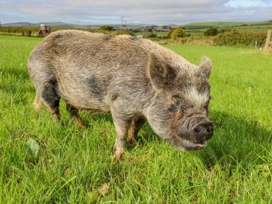 A pig standing on grass in a field with hills and a tractor in the background at Rosehaven Tegryn near Crymych