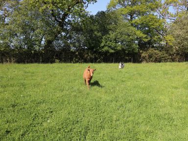 A green field with two goats and trees in the background at The Parlour in Llangoedmor near Cardigan
