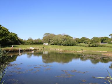 A pond with vegetation around it and trees in the background at Cattle Tree Cottage in Llangoedmor near Cardigan