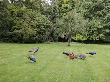 A grassy field with peacocks, a brown chicken, and other birds near trees at The Roost in Cheriton near Alresford