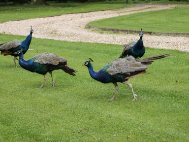 Four peacocks standing on grass near a gravel path