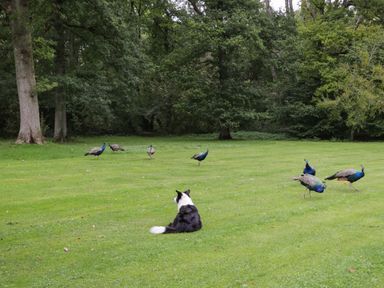 A dog sitting on grass watching several peacocks with trees in the background at The Roost in Cheriton near Alresford