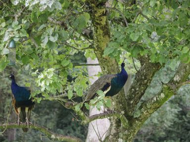 Two peacocks perched on branches of a leafy tree in a garden