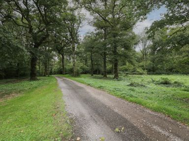 A gravel path surrounded by grass and trees in a wooded area at The Roost in Cheriton near Alresford