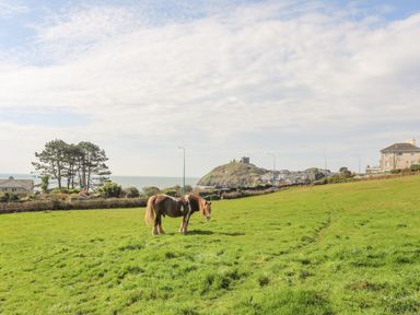 A brown and white horse standing on a grassy field near houses trees and a hill with a castle at Awelfryn in Criccieth