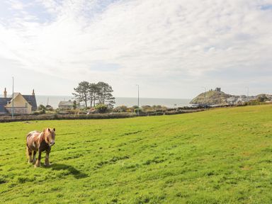 A grassy field with a pony near houses and a hill with a castle by the sea at Awelfryn in Criccieth