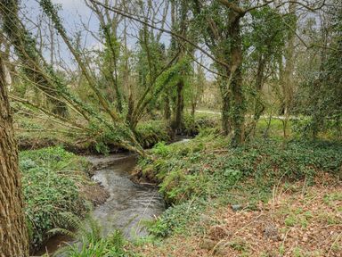 A small wooded area with a winding stream and trees covered in ivy at Kirland in St Kew Highway
