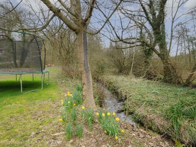 A garden with daffodils a tree a stream and a trampoline at Kirland in St Kew Highway