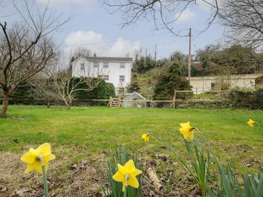 A garden with daffodils trees a greenhouse and a white house in the background at Kirland in St Kew Highway