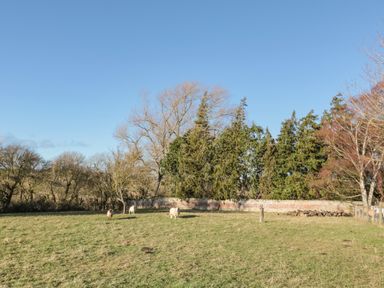A grassy field with four sheep and trees behind a brick wall at Cherry Studio in Crookham near Cornhill-On-Tweed
