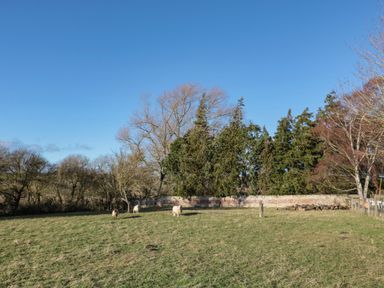 A grassy field with three sheep and trees near a brick wall at Silverbirch in Crookham near Cornhill-On-Tweed