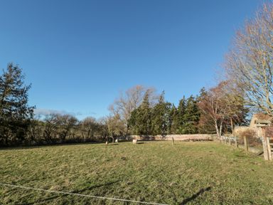 A grassy field with sheep near trees and a fence at Cheviot View in Crookham near Cornhill-On-Tweed