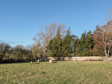 A grassy field with sheep near a brick wall and trees at Cheviot View in Crookham near Cornhill-On-Tweed