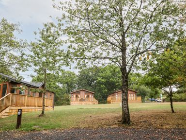 Three wooden lodges on a grassy area with trees and a gravel path at Woodpecker Lodge in Highampton near Sheepwash