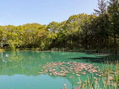 A pond with lily pads surrounded by trees at Woodpecker Lodge in Highampton near Sheepwash