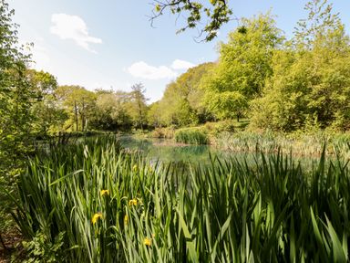 A pond surrounded by tall grass and trees under a clear sky at Woodpecker Lodge in Highampton near Sheepwash