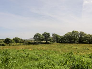 A grassy field with scattered yellow flowers and trees in the background at Tyddyn Parthle Pod 1 in Bontnewydd Gwynedd