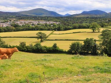 Cows grazing in a grassy field with trees and farmland in the background at Tyddyn Parthle Pod 1 in Bontnewydd Gwynedd