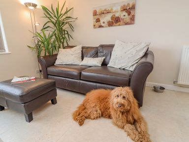 A living room with a brown leather sofa and ottoman a floor lamp a plant and a dog lying on the floor at The Gables in Sheepscombe