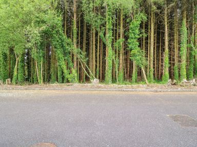 A paved road in front of a row of trees covered with ivy at 14 Sneem Leisure Village in Sneem County Kerry