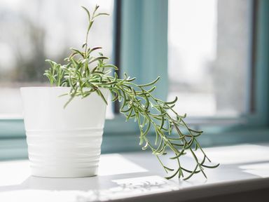 A green plant in a white pot on a windowsill at Kerensa in Mawnan Smith Near Falmouth