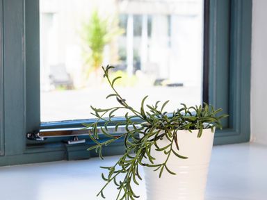 A green plant in a white pot on a windowsill with a blue window frame at Kerensa in Mawnan Smith Near Falmouth
