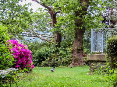 A garden with green grass trees a metal railing and two ducks near pink flowers at Ynys Castell in Menai Bridge