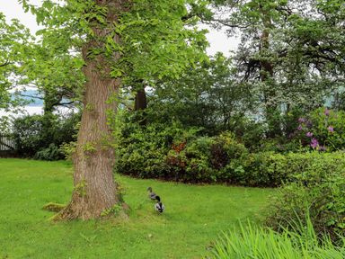A garden with trees shrubs and two ducks on grass at Ynys Castell in Menai Bridge