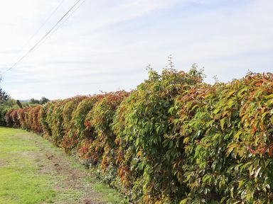 A long hedge with green and reddish leaves next to a grassy area at Lodge Two Country View Park in Graveney