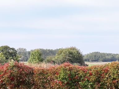 An outdoor view of bushes with red and green leaves and trees in the background at Lodge Two Country View Park in Graveney