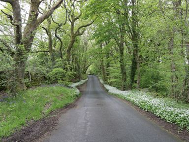 A narrow paved road lined with white flowers and surrounded by tall trees with green leaves at Marsh Garth in Kirkby-In-Furness