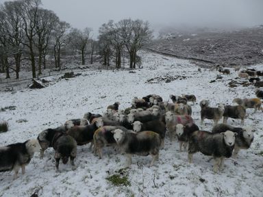 A snowy field with a flock of sheep and trees in the background at Marsh Garth in Kirkby-In-Furness