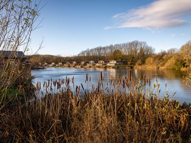 A lake with reeds in the foreground and houses along the shore with trees in the background at Lakeland Lodge in Carnforth