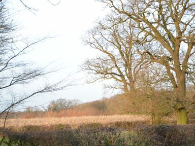 A field with leafless trees and shrubs at Red Robin Whepstead in Wickhambrook near Bury St Edmunds