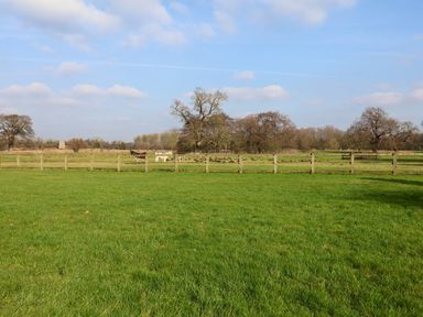 A field with green grass and a wooden fence with trees and animals in the background at Remus in Larling near East Harling