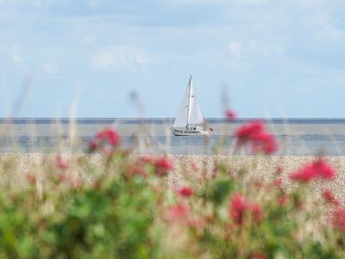 A sailboat on the sea with a gravel shore and red flowers in the foreground at The Hideaway in Aldeburgh