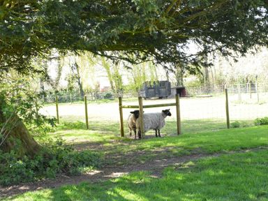 A fenced grassy field with two sheep standing near a wooden post in the shade of trees at Yew Tree Farm Barn Worlingworth