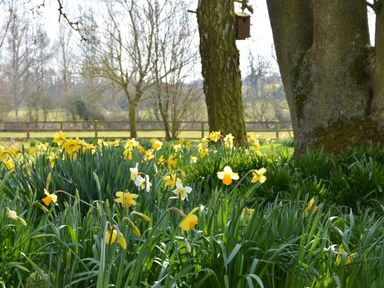 A garden with yellow daffodils and trees with a wooden birdhouse in the background at Bird Cottage Burgh Near Grundisburgh