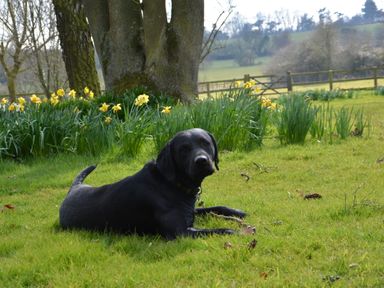 A black dog lying on grass near daffodils and trees in a garden at Bird Cottage Burgh in Burgh Near Grundisburgh