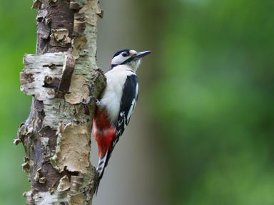 A woodpecker on tree bark with a green blurred background