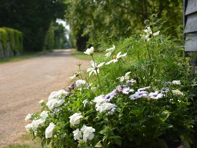 A garden bed with white and purple flowers next to a dirt path lined with trees at The Gig House Stowupland