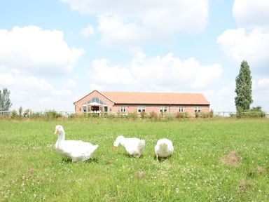 Three white geese standing on grass in front of a brick building with a triangular glass window at The Mulberry, nr Bungay