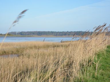 A wetland area with tall grasses and a body of water with trees in the background at Meadowsweet Blythburgh in Blythburgh near Reydon