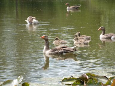 Several geese and goslings swimming on a pond with water lilies in the foreground at Quill Farm Barn in Campsea Ashe