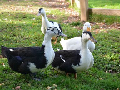 A group of black and white ducks standing on grass in an outdoor setting